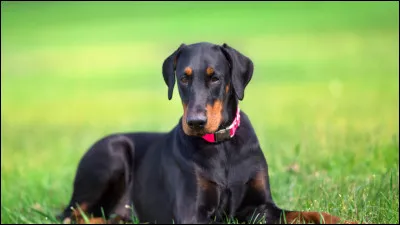 Le dobermann a-t-il toujours une robe noire ?