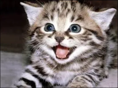 On commence facile, que veulent dire les chats quand ils mettent les oreilles en arrière ?