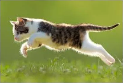 Pourquoi les chats sautent-ils si haut, pour toi ?