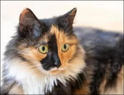 Selon toi, existe-t-il des matous écaille de tortue ?