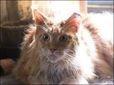 Quel est le nom du chat de Prim ?