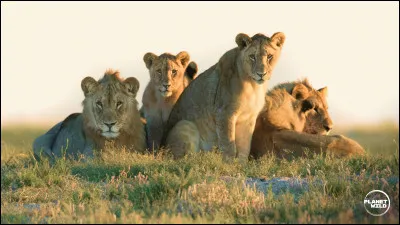 Si tu devais être un animal, lequel serais-tu ?