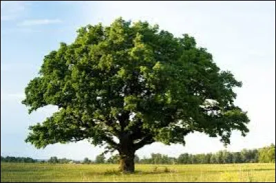 Le verbe taniser signifie ajouter des tanins ou du tan. De quelle partie de l'arbre, surtout du chêne, le tan provient-il ?