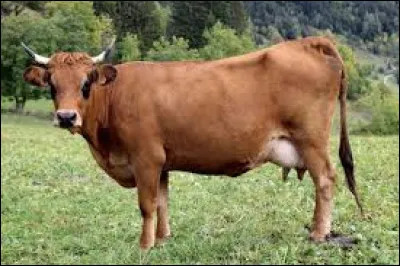 Au pluriel, tarines. C'est un autre nom de la race tarentaise. Quel fromage fabrique-t-on avec son lait ?