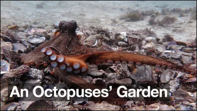 "Octopus's Garden" est une chanson des Beatles.