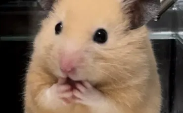 Quiz Littrature, posie