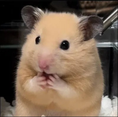 Comment s'appelle le hamster d'Iris dans le tome 1 ?