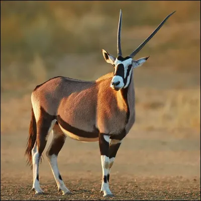 Quel est cet animal ?