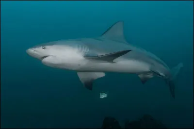 Quel est ce requin ?