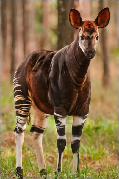 De quelle famille est cet animal ? Des...