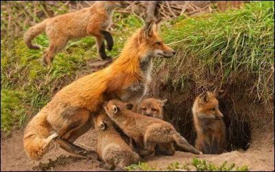 Quel est le pourcentage général de victoires d'un chat sauvage sur un renard adulte ?