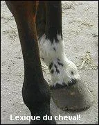 Quel est le nom de cette balzane ?