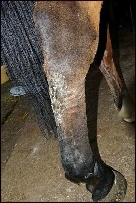 Comment s'appelle cette blessure ?