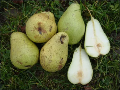 On trouve monsieur cousinet dans...