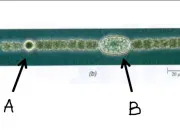 Quiz QCM 3 : Algues