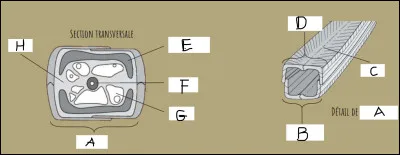 Compléter le schéma.