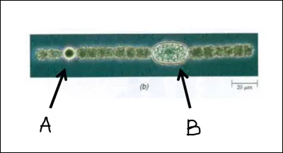 À quoi correspond la lettre B ?