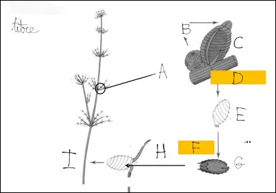 Complétez le cycle de vie.