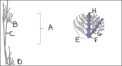 Compléter le schéma.