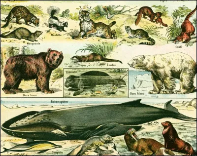 Pour finir. Quels animaux te sont les plus familiers ?