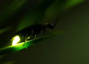 Test Pourrais-tu incarner une luciole ?