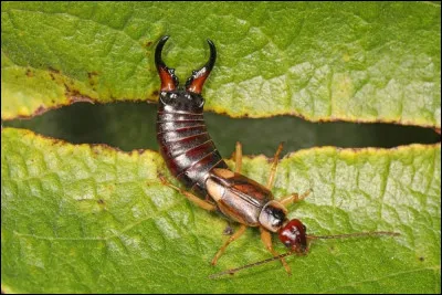 Quel est l'autre nom du perce-oreilles ?