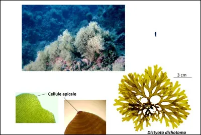 Complétez : ''Le dictyota...