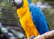 Quiz Les animaux d'Amazonie