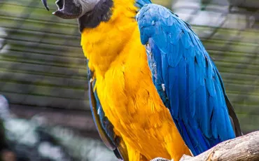 Quiz Animaux