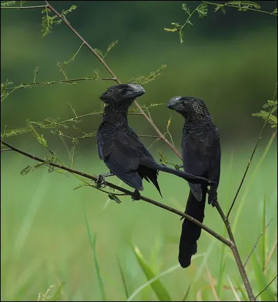 En Guyane on le surnomme l'oiseau-diable, vue sa couleur,il est facile de comprendre pourquoi, mais son véritable nom est ...
