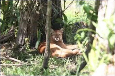 Ce félin, vous pouvez l'apercevoir du nord au sud des Amériques, il est très présent dans la jungle amazonienne, courant en Guyane, peut-être même plus que le jaguar !