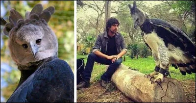 C'est peut-être le plus grand aigle du monde !