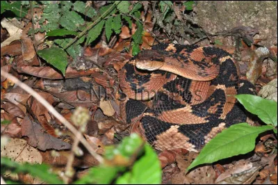 C'est le plus grand serpent venimeux d'Amérique du Sud et Centrale !