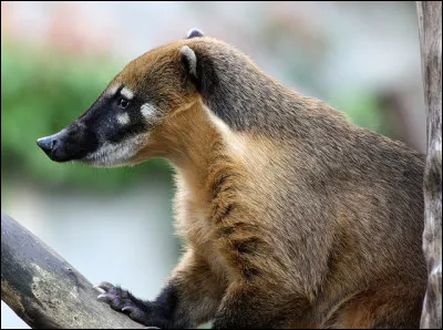 C'est un animal qui vit dans une troupe, aussi bien au sol que dans les arbres !
