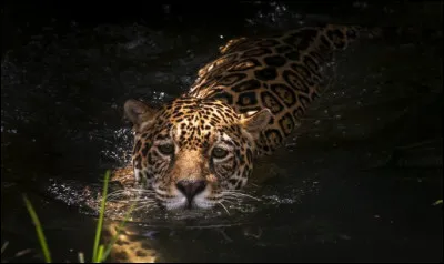 Lui, c'est le seigneur et maître de ces lieux, il a donné d'innombrables légendes, il est l'incarnation de la puissance !