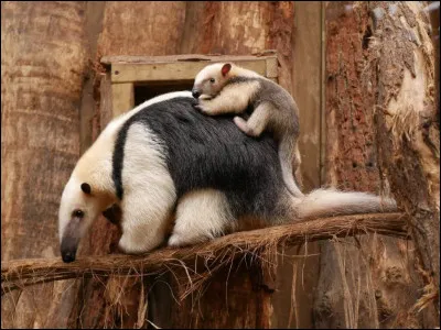 Il a un grand cousin terrestre, mais lui préfère les arbres !