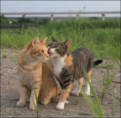 Qui est la compagne d'il de Geai ?