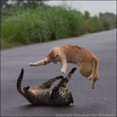 Qui voulait tuer il de Geai ?