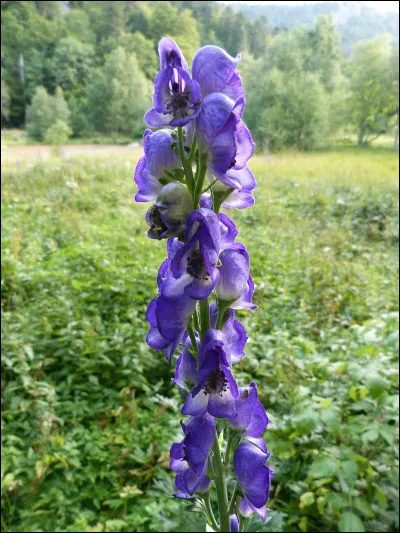 Botanique : Quelle plante vénéneuse est aussi appelée casque-de-Jupiter ?