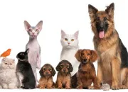 Quiz Es-tu un vrai expert des animaux ?