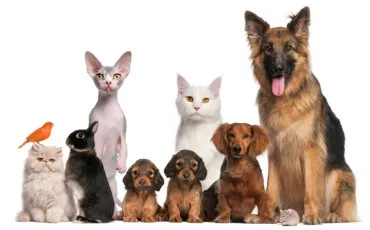 Quiz Animaux