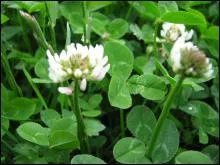 Quelle est cette fleur ?