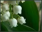 Le muguet est-il toxique ?