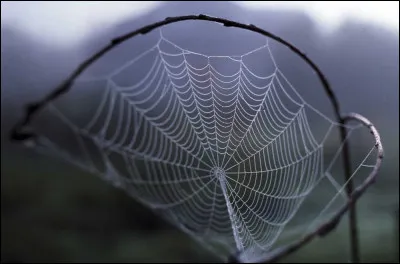 Quelle matière compose un fil daraignée ?