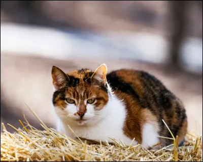 Lequel de ces chatons est mort ?