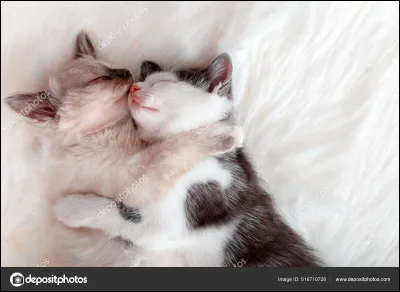 Lequel tombe amoureux ?