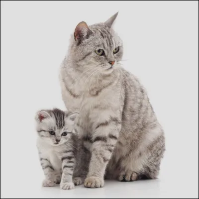 Comment meurt-elle ?