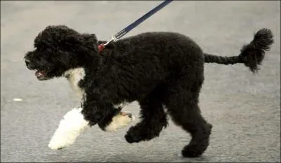 Mon matre est Obama, je suis un...