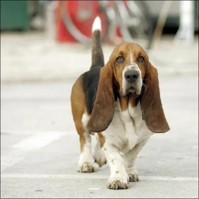 Chien 'de' policier :