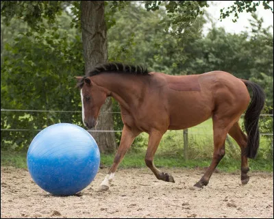 Regarde l'image et qu'en penses-tu ?